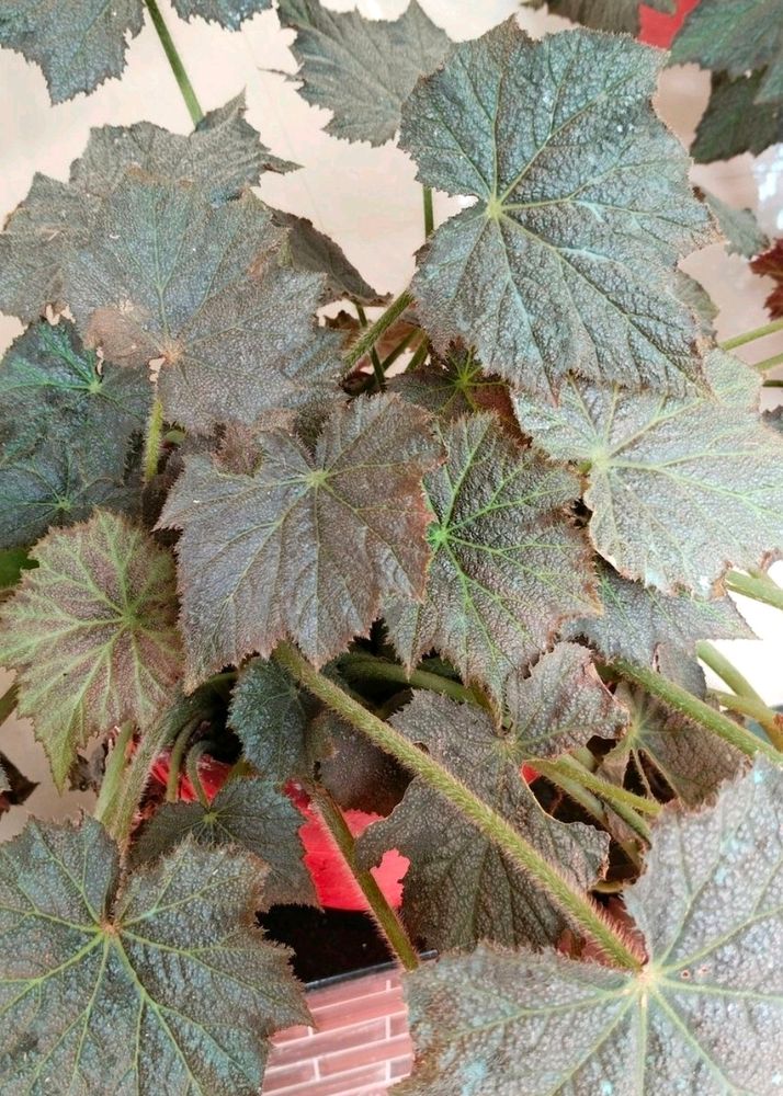 Begonia