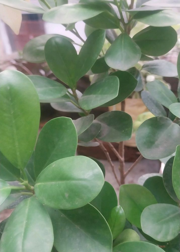 Green/Panda Ficus