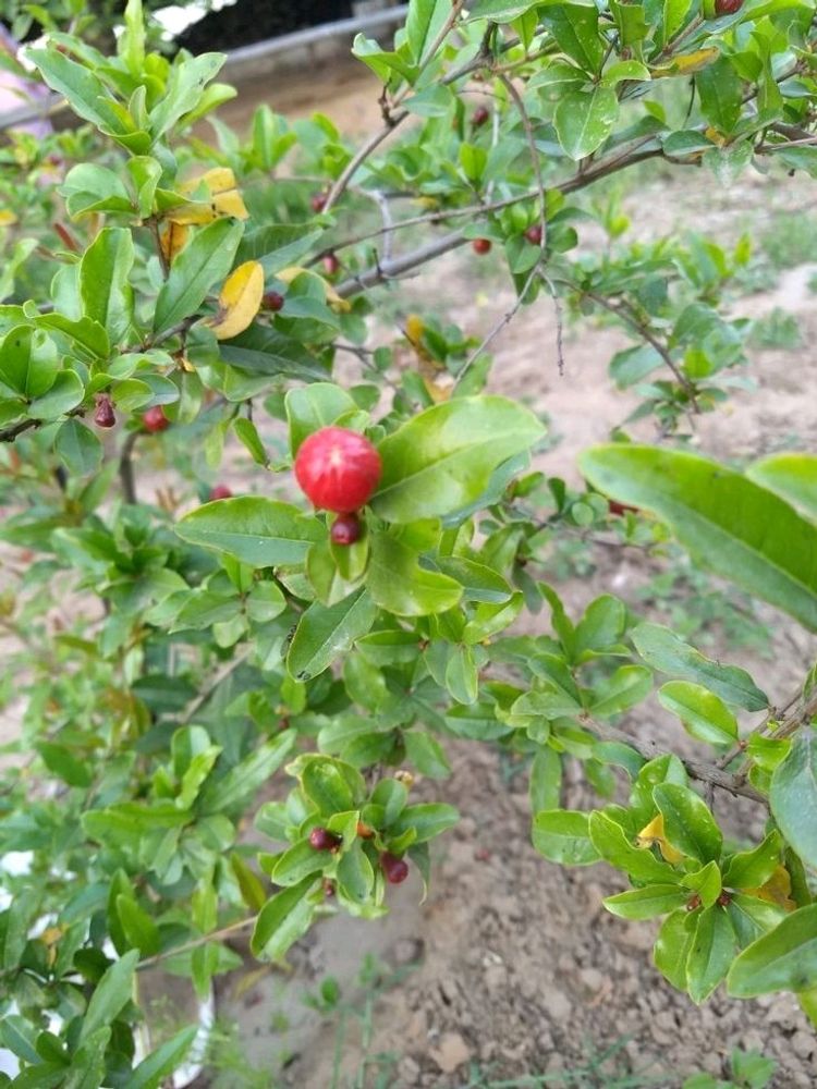 Different Types Of Plants