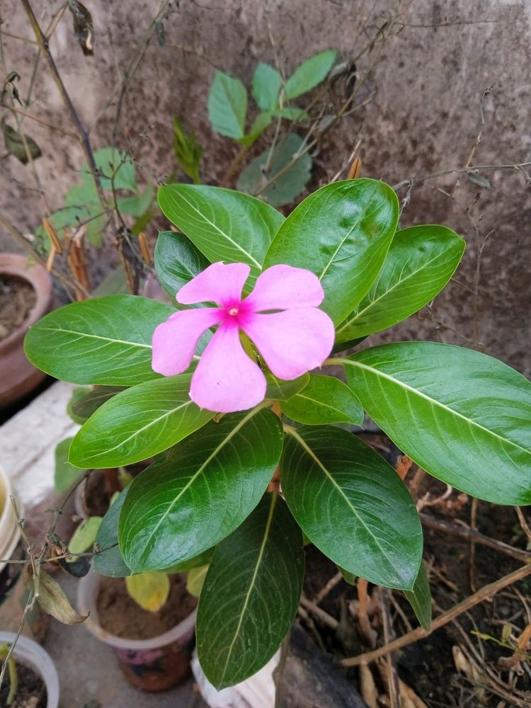 3-4 colours Type Of Nayantara Plants With Roots