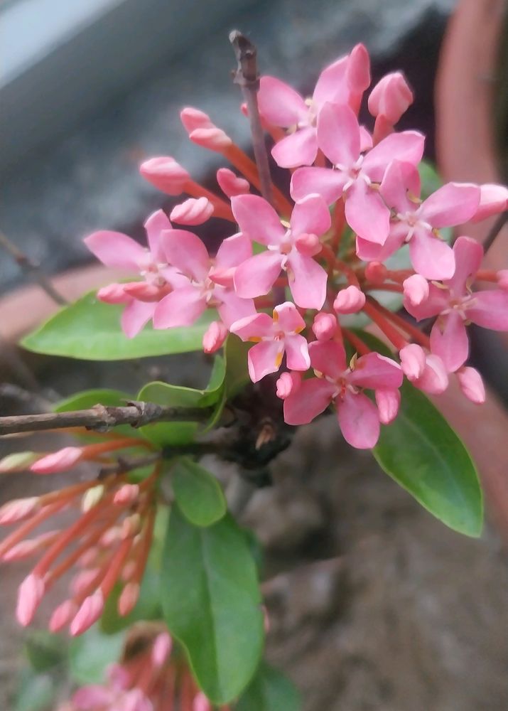 Pink Dwarf Xlora 3yrs Old Plant