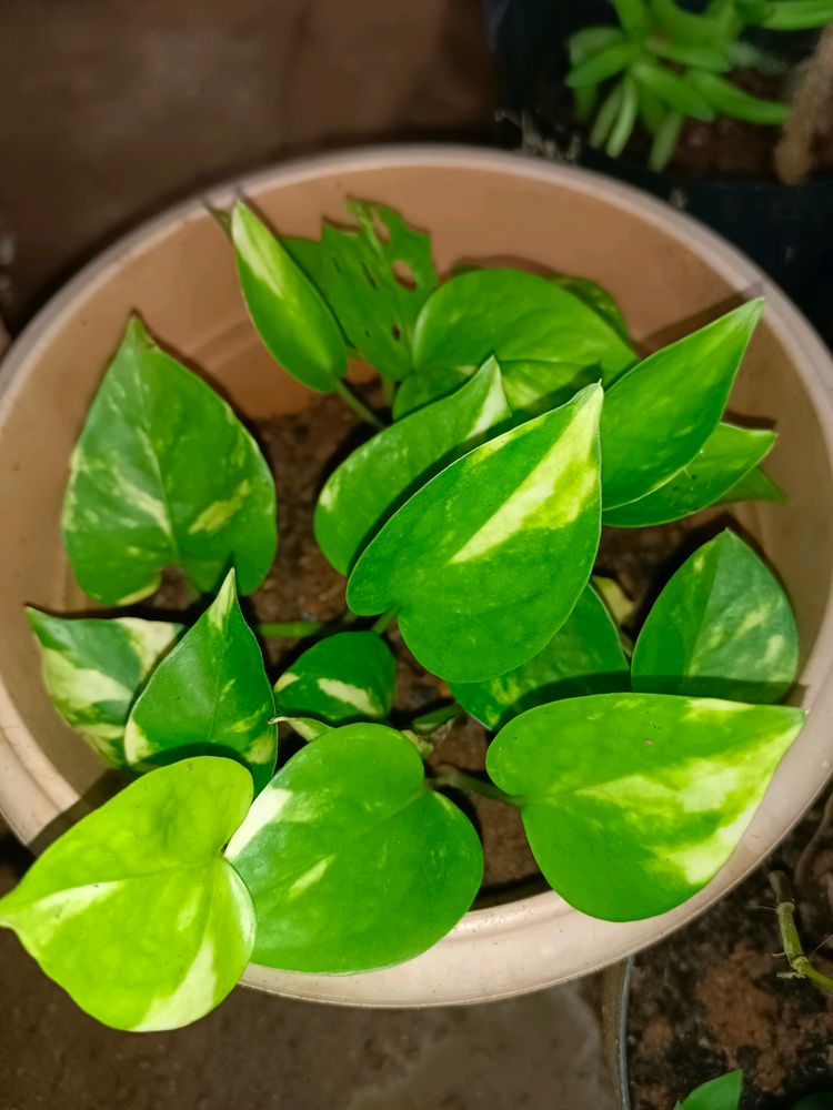 2 Different Varieties Of Money Plant