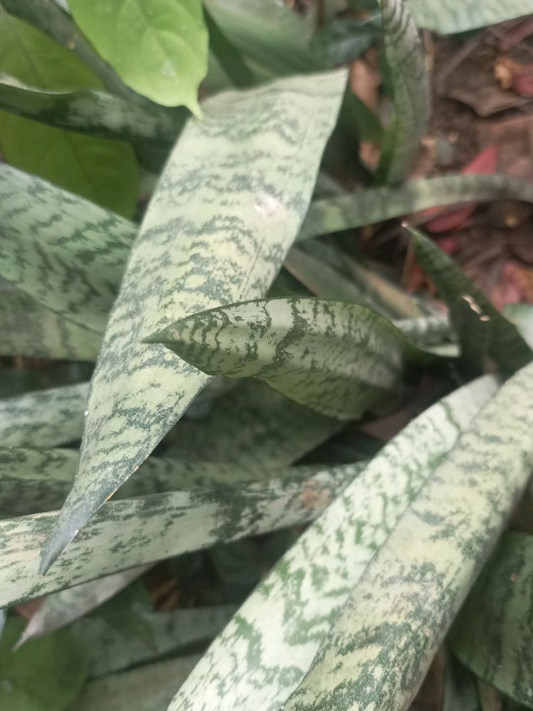 Snake Plant With Pot