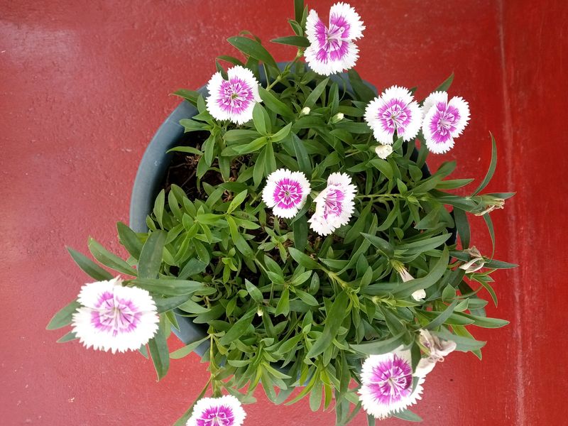 Sweet William