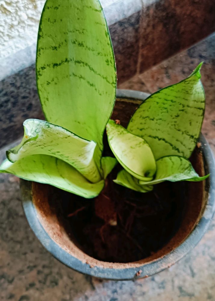 Snake Plant Moonshine