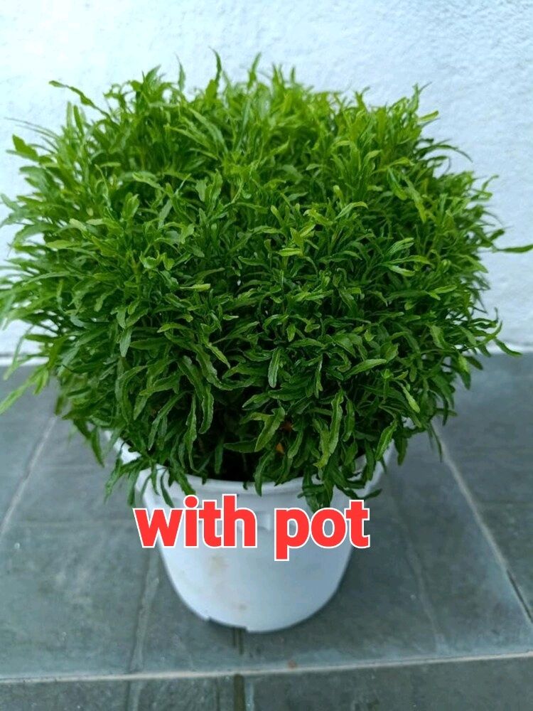 Aralia With Pot