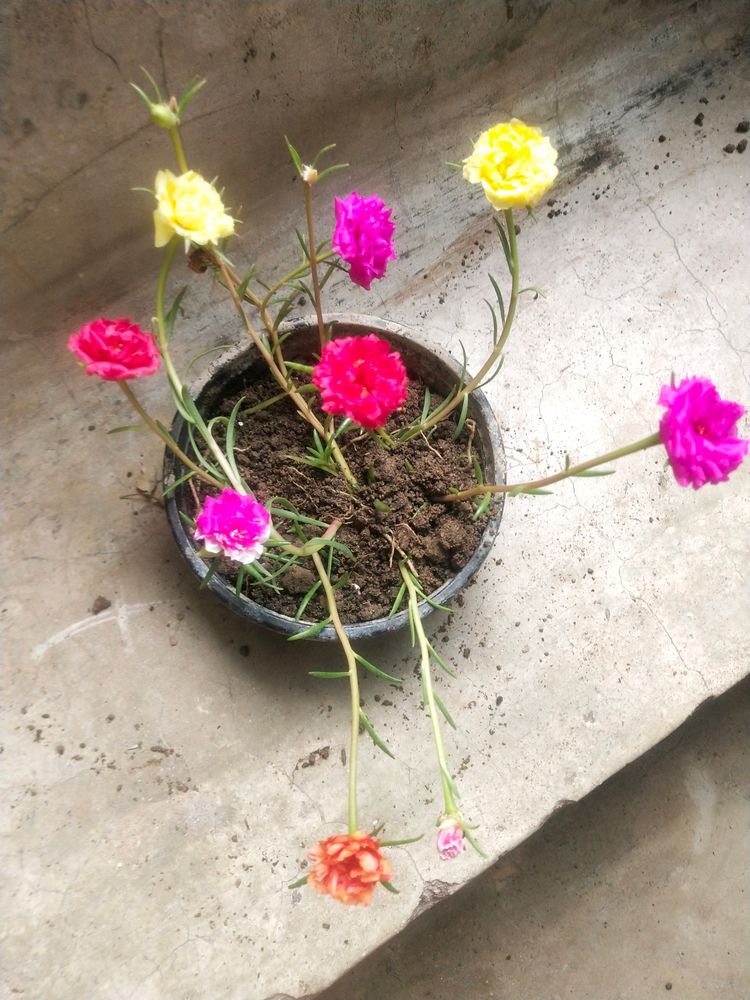 Portulaca 9 To 5 Office Time Flower Plant 6 Color