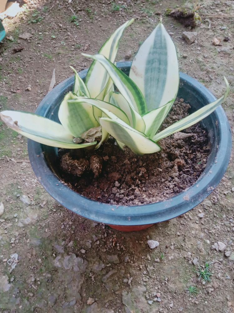 Sansevieria Hahnii Golden Snake Plant