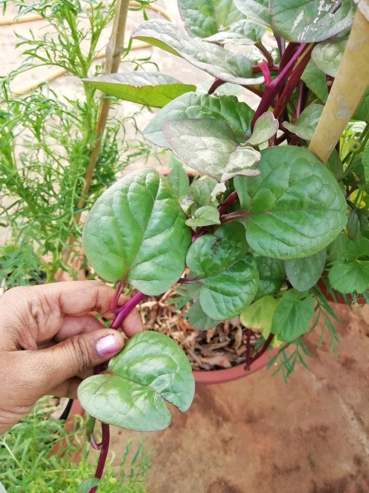 Red Bachali Seeds