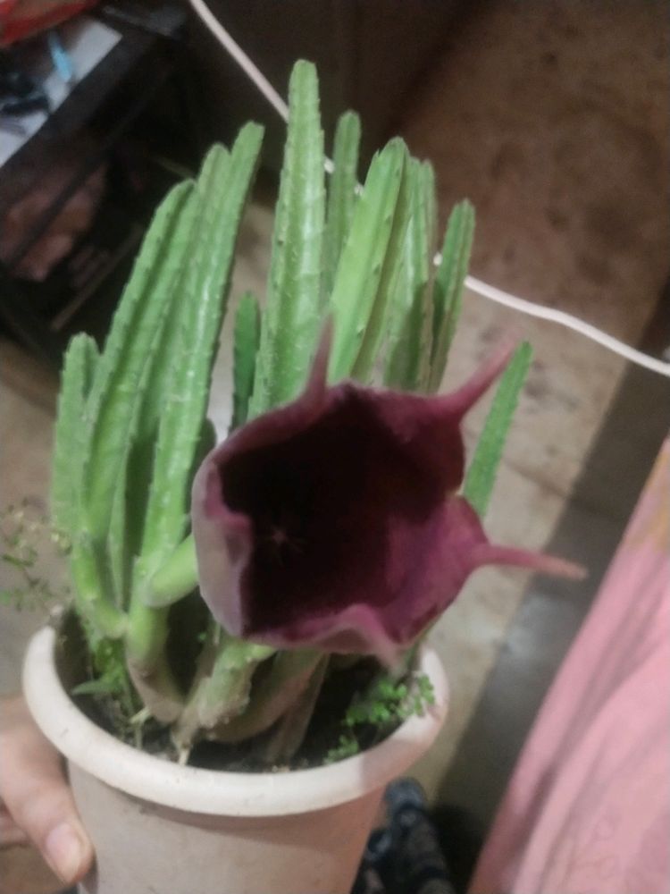 Beautiful Maroon Cup Flower Cactus