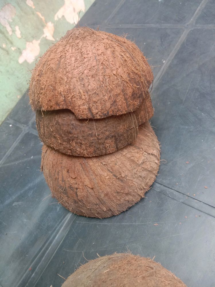 10 Coconut Shell
