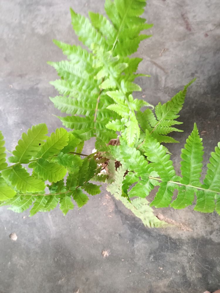 Fern, Caladium Plants