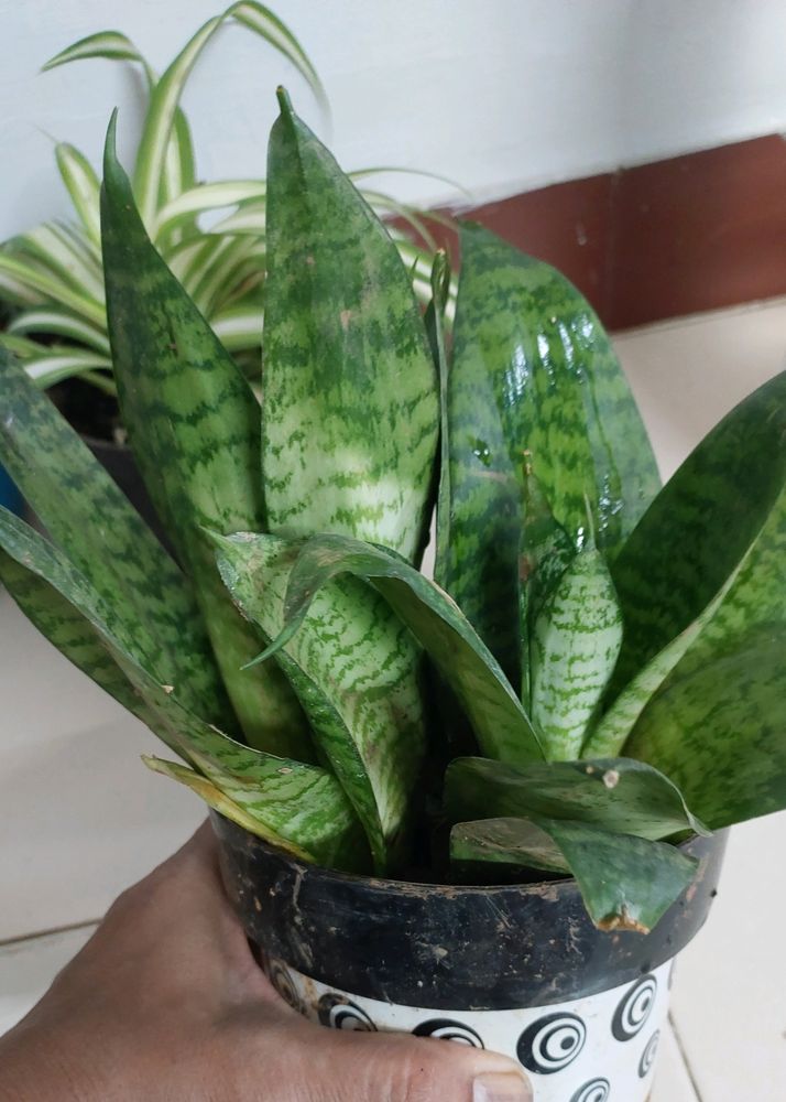 Dwarf Snake Plant