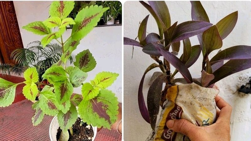 Pack 2 Coleus & Purple Heart Plant 🌱