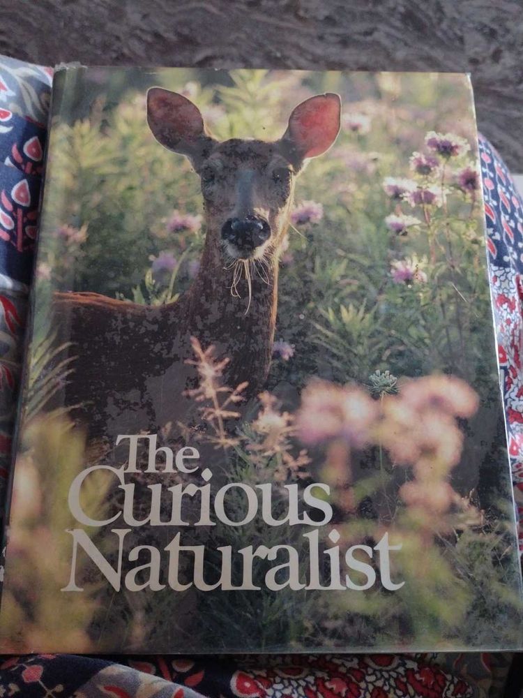 The Curious Naturalist