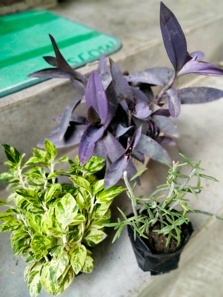 Assorted Plants (3 Varieties)