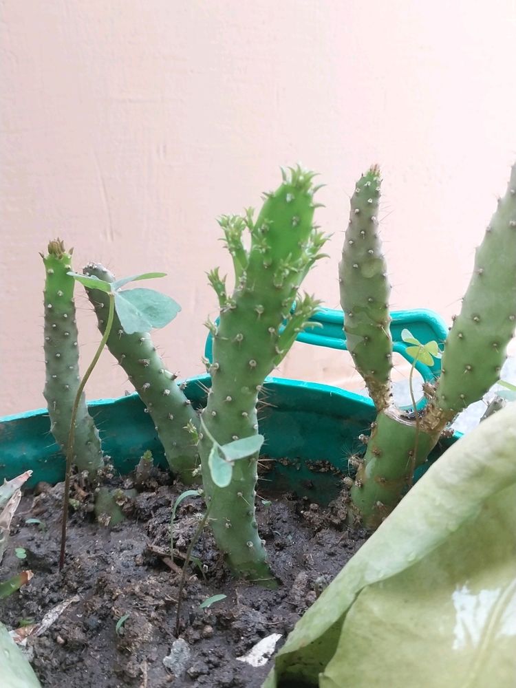 Cactus