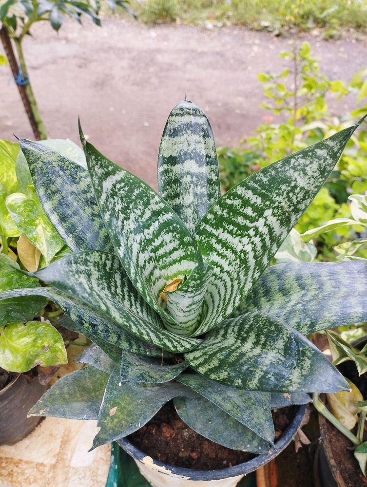 Dwarf Snake Plant