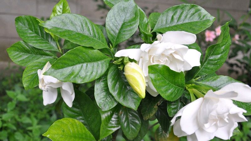 Cape Jasmine Plant Cutting Pack Of 1