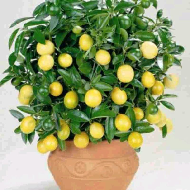 LEMON PLANT SAPLINGS