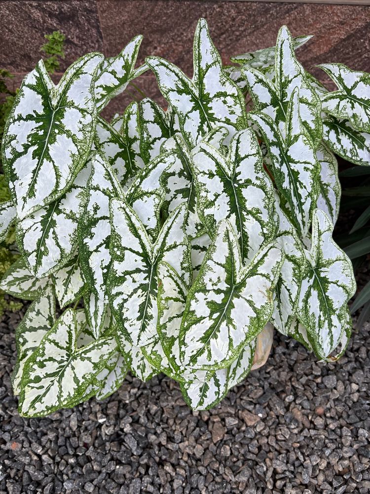 Xmas Caladium Dwarf With Bulb