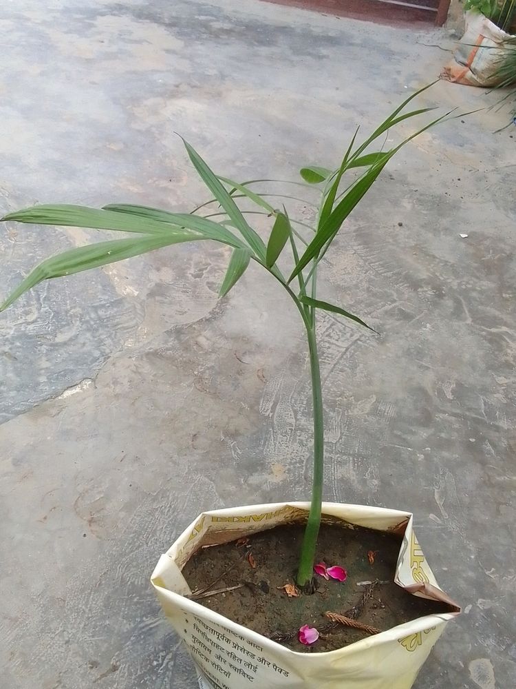 Bamboo Palm Plant (Chamaedorea Seifrizii)