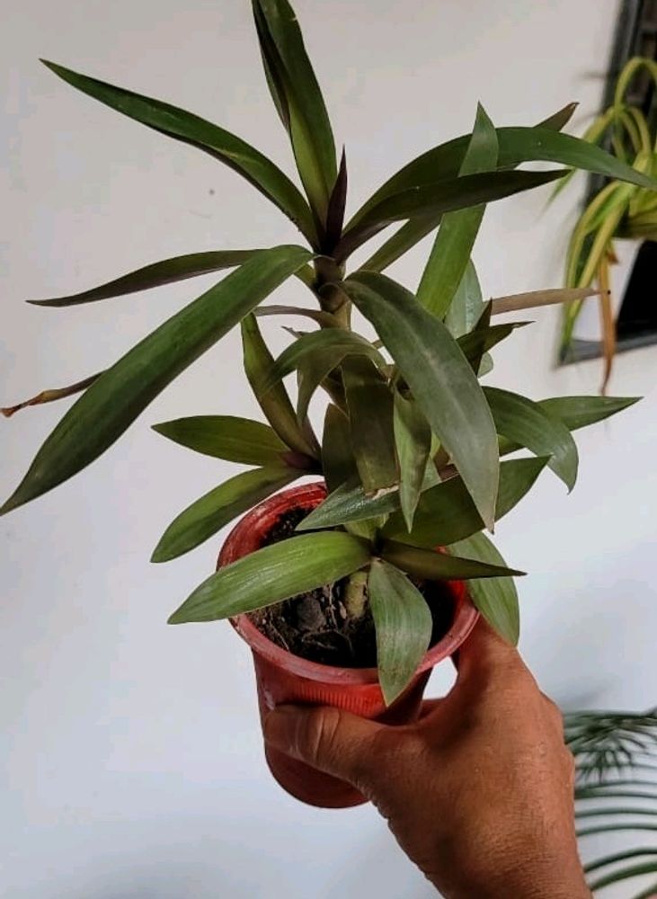 Moses-in-the-Cradle Plant 🌵   Indoor/Outdoor