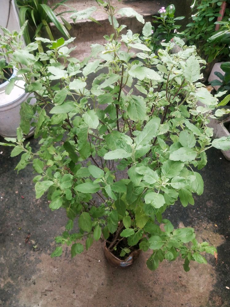 Vairegated Big Size Healthy Tulsi Plant With Root