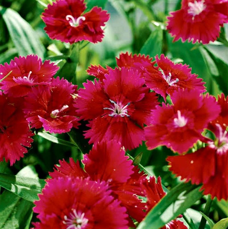 Dianthus Pink Flower Plant