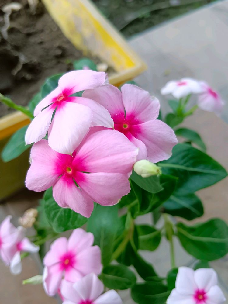 Light Pink Hybrid Periwinkle Sadabahar Seeds