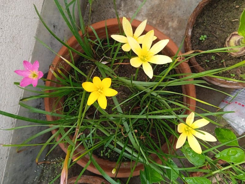 3 Colours Of 🌧️ Rain ☔ Lily Bulbs