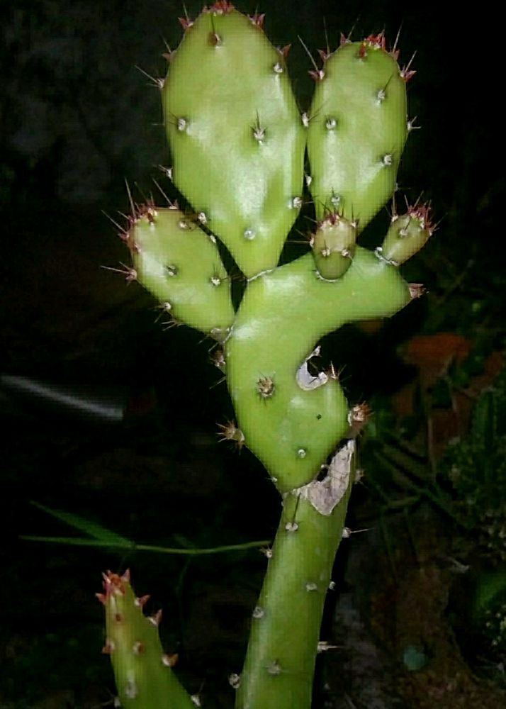 Opuntia Cactus