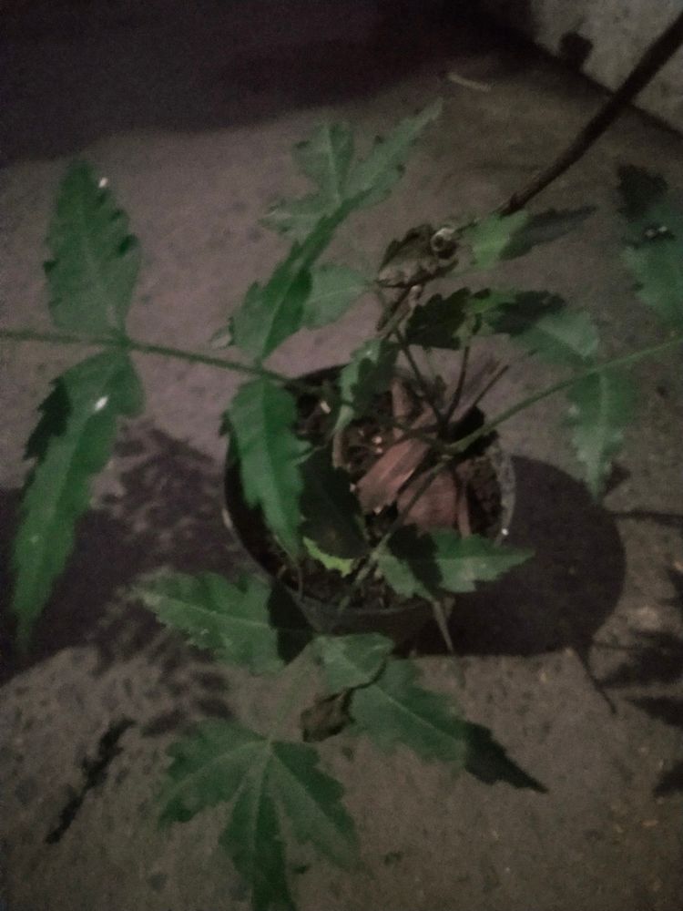 Healthy Neem Plant With Pot