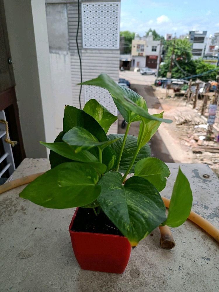 Fresh Big Leaf Money Plant Without Pot