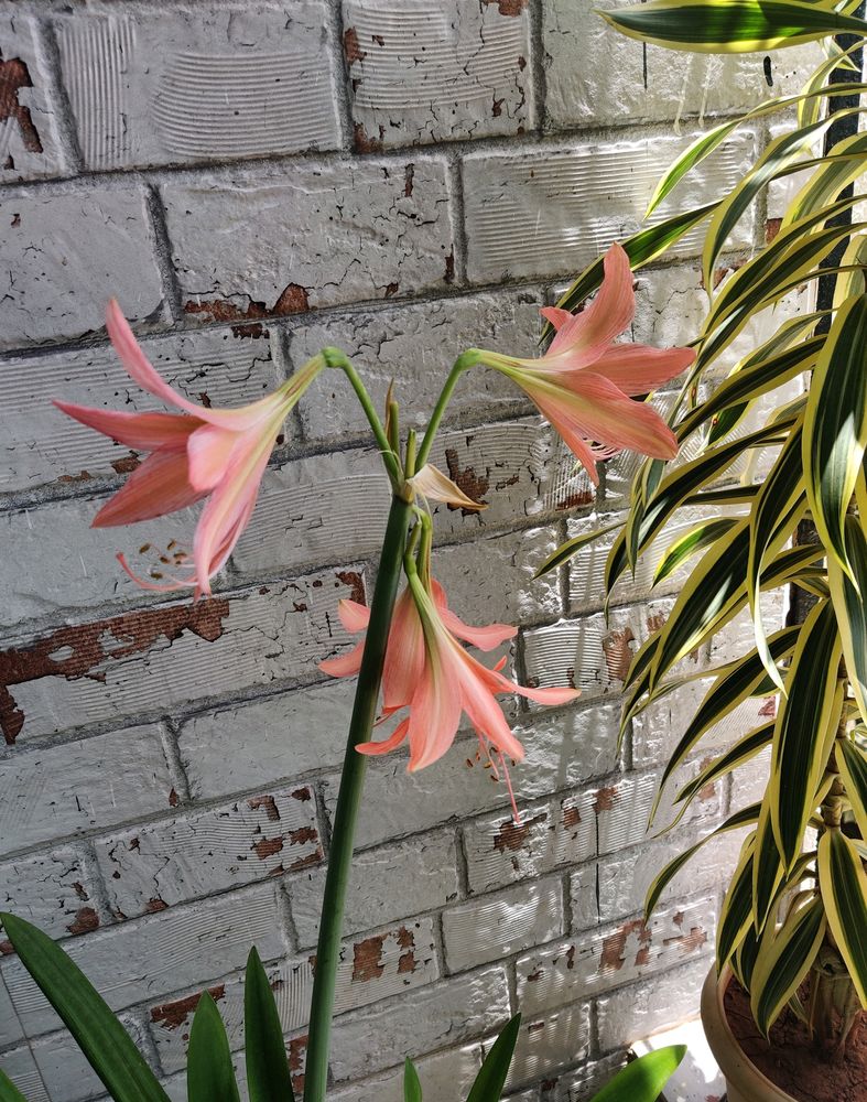 🌾 Pink Lily Bulbs (2 Nos.)