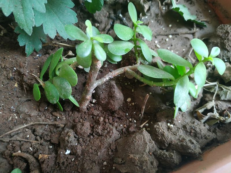 Jade Plant Best For Start Plantation In Life