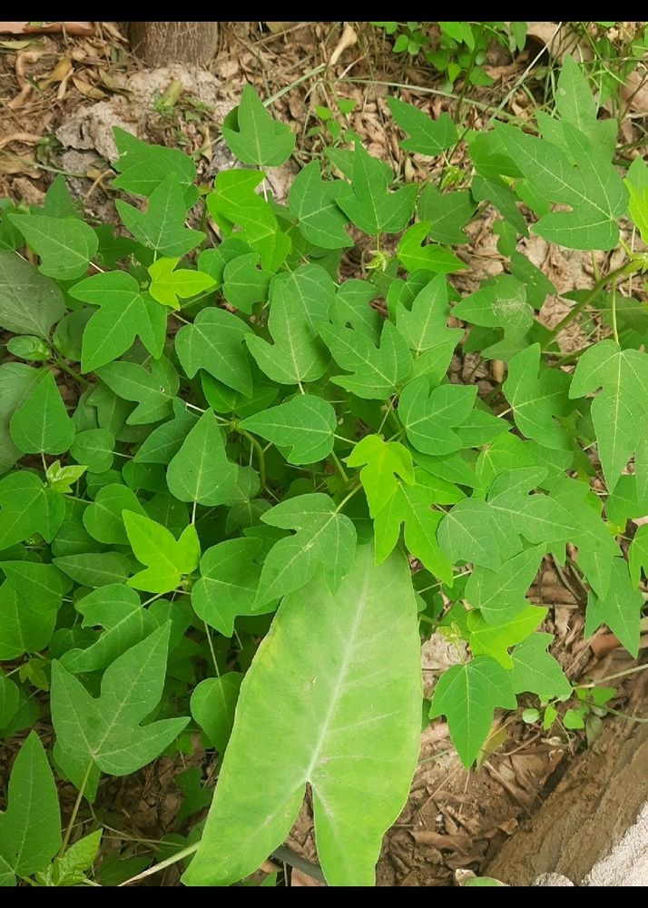 8 Plant Papaya Aleovera Jamun Portulaca And Ajwain