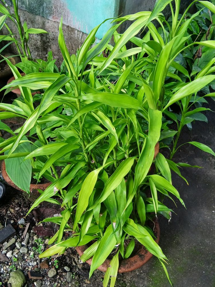 Lucky Bamboo Bush