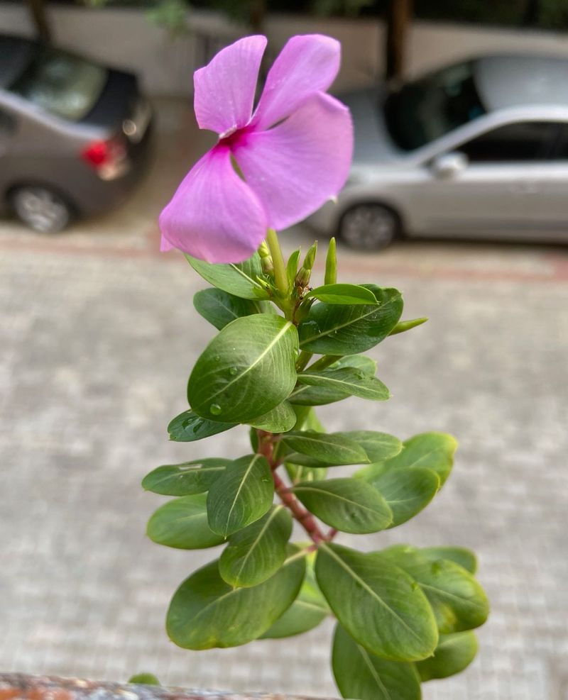 Vinca seed pods And money plant cuttings