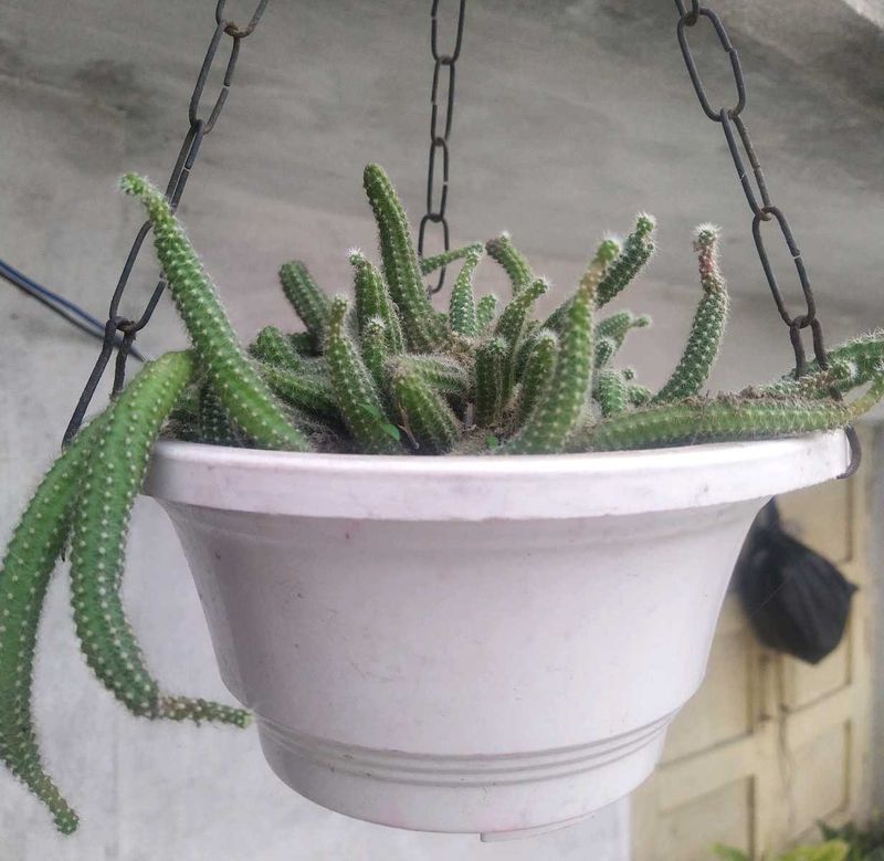 Hanging Cactus Plant