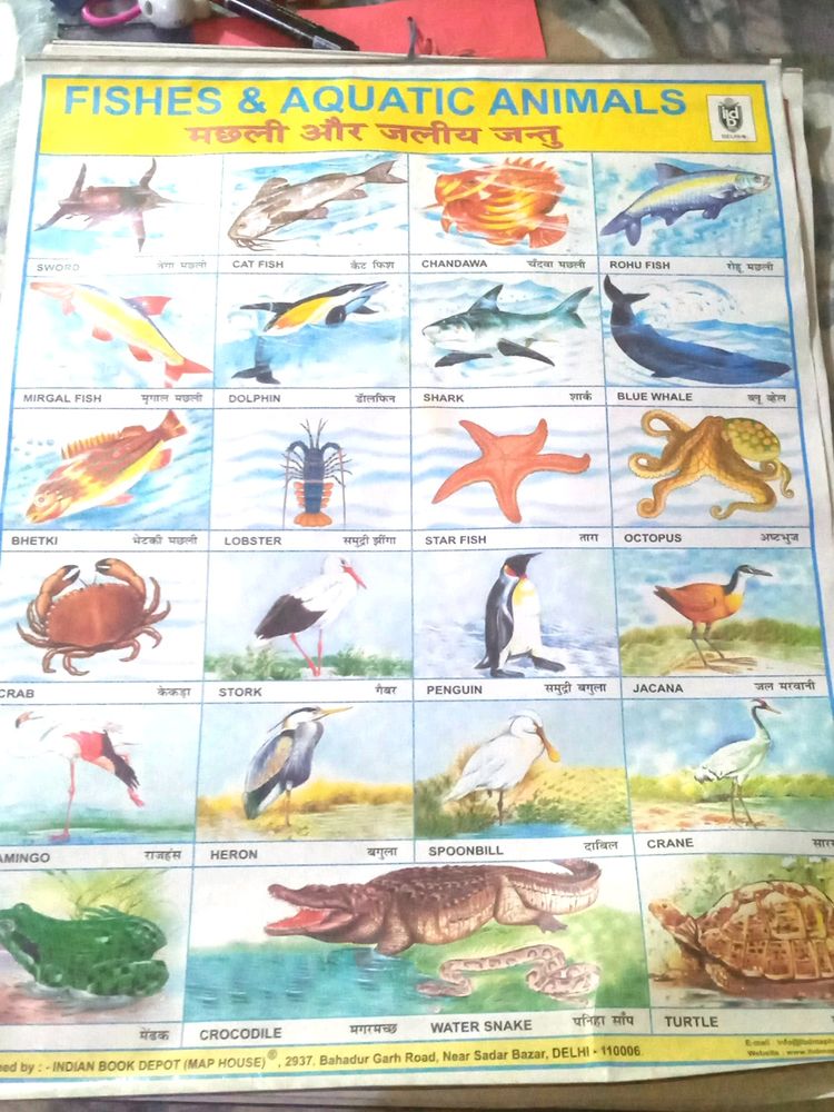 Fishes And Aquatic Animals Chart