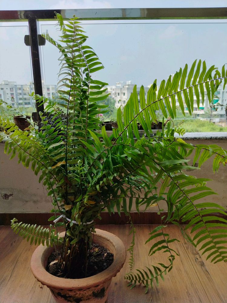 Indoor Plant