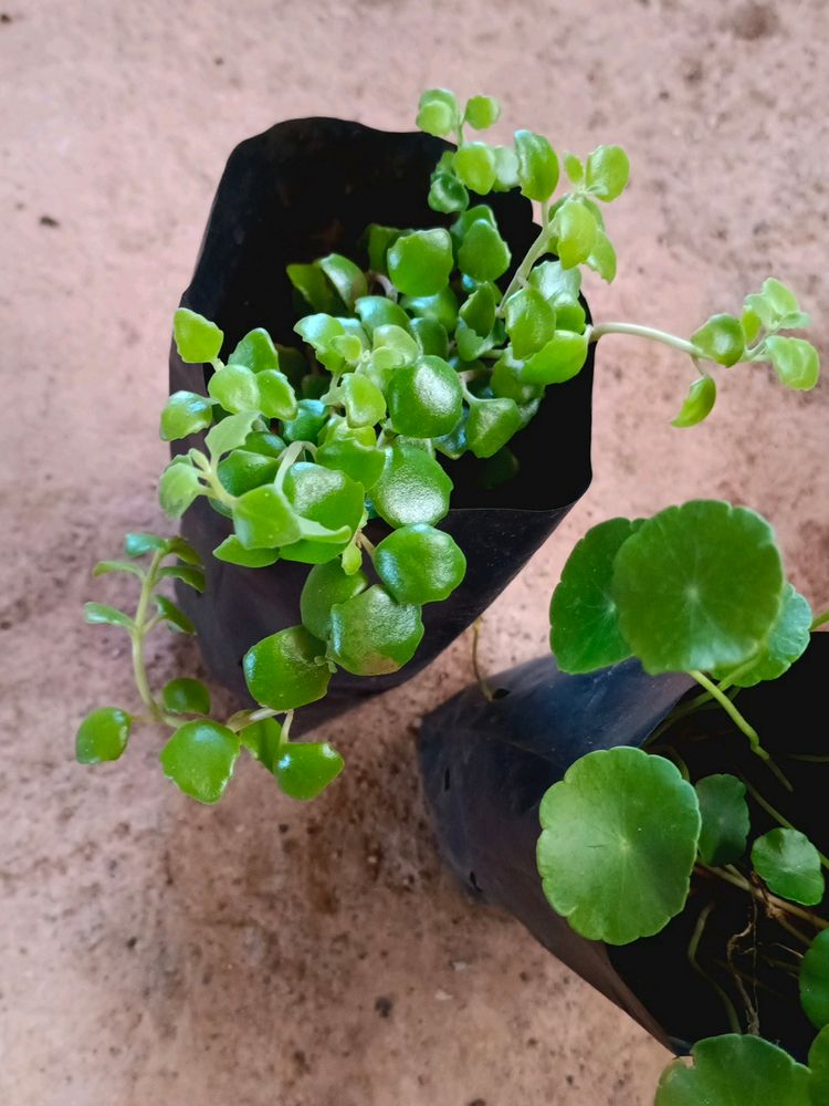 Tangled Heart And Pennywort Plant