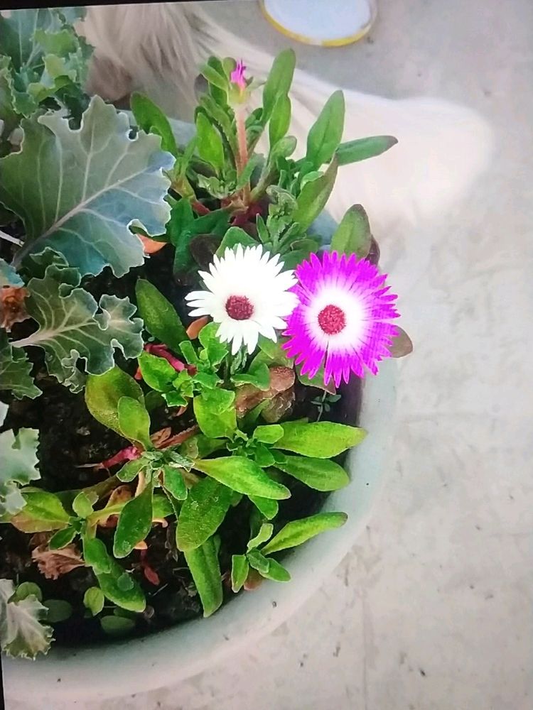 Ice Plant