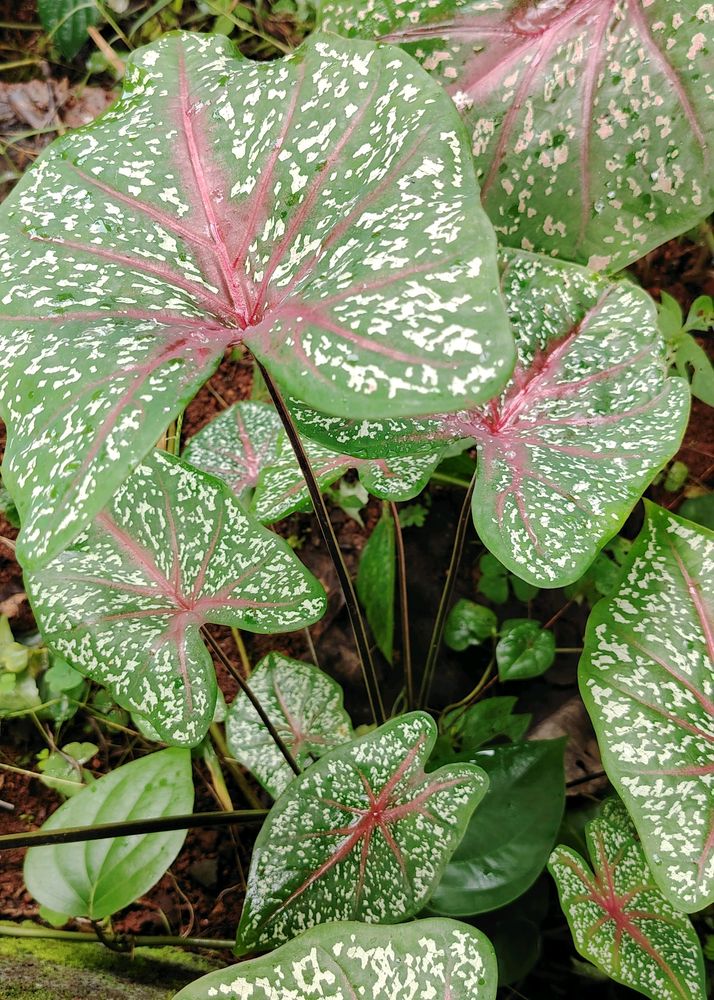 Bicolor Caladium