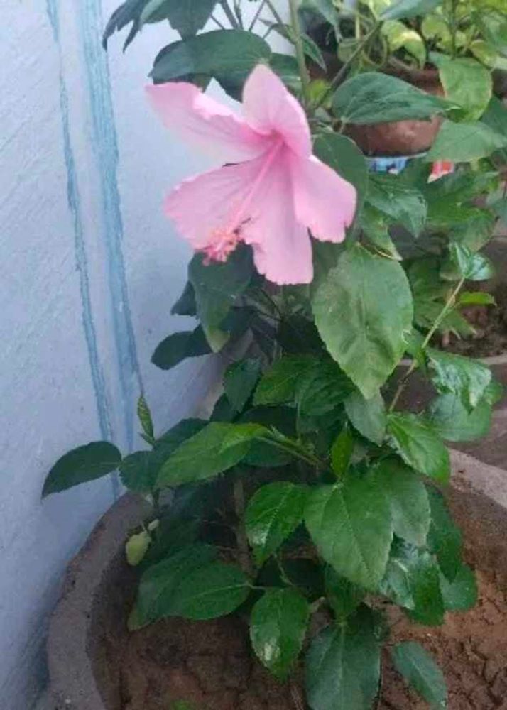 Combo Of 4 Color Hibiscus Plant With Root