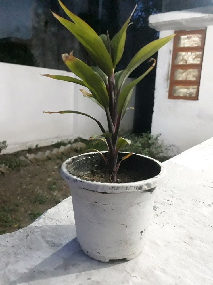 Show plant