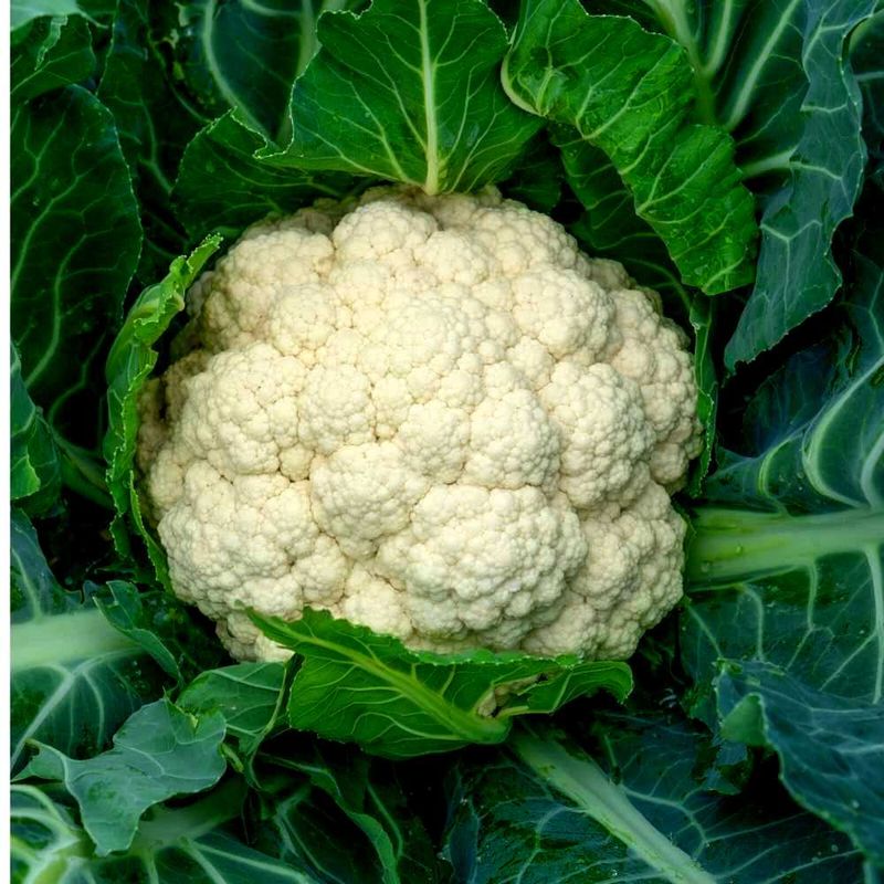 Cauliflower Seeds Hybrid फूलगोभी के बीज