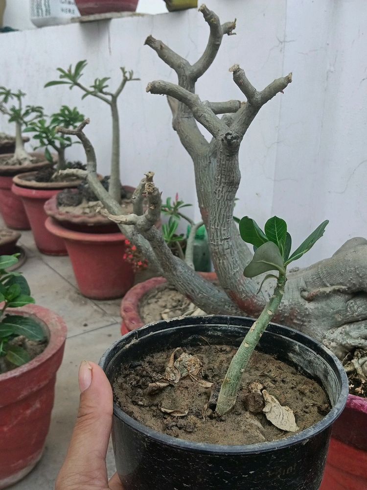 Adenium Plant