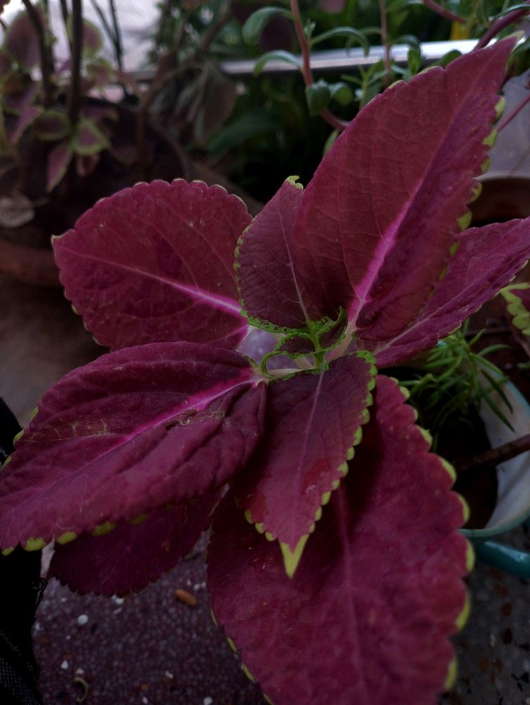 coleus plant